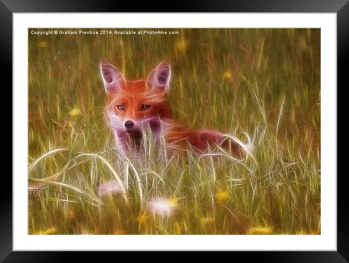 Cute Fox Cub Framed Mounted Print by Graham Prentice