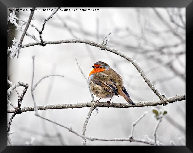 Robin On Frosty Branch Framed Print by Graham Prentice