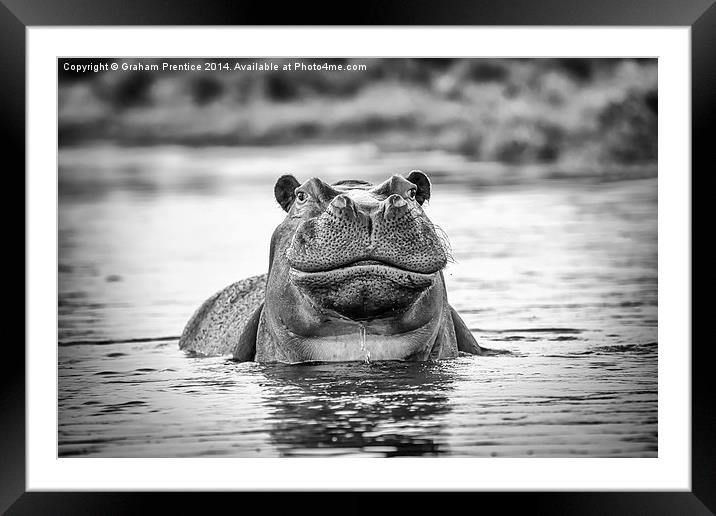 Hippo Framed Mounted Print by Graham Prentice