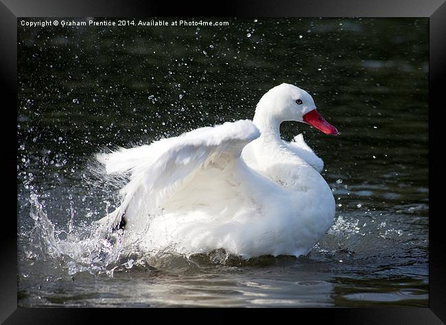 White Duck Splashing Framed Print by Graham Prentice