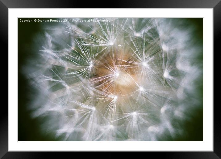 Dandelion Clock Framed Mounted Print by Graham Prentice