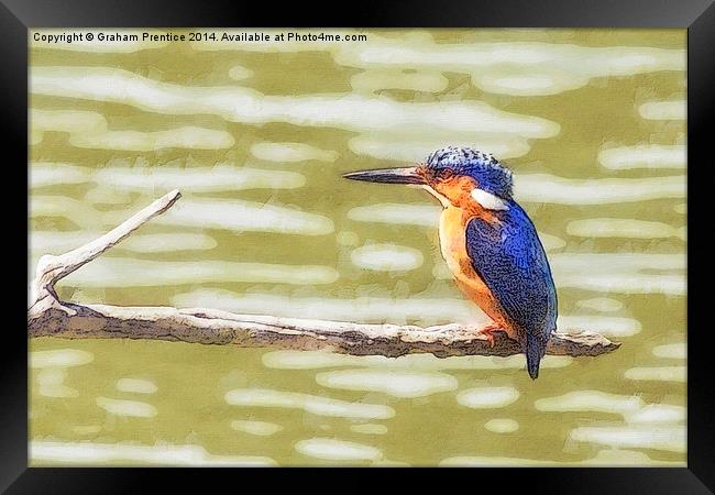 Kingfisher Framed Print by Graham Prentice