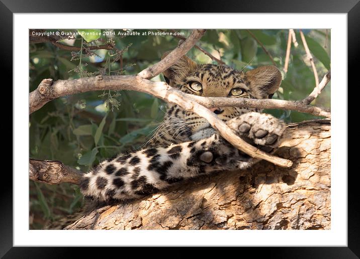 Leopard in Tree Framed Mounted Print by Graham Prentice