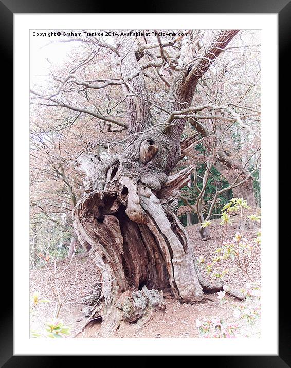 Gnarled Oak Framed Mounted Print by Graham Prentice