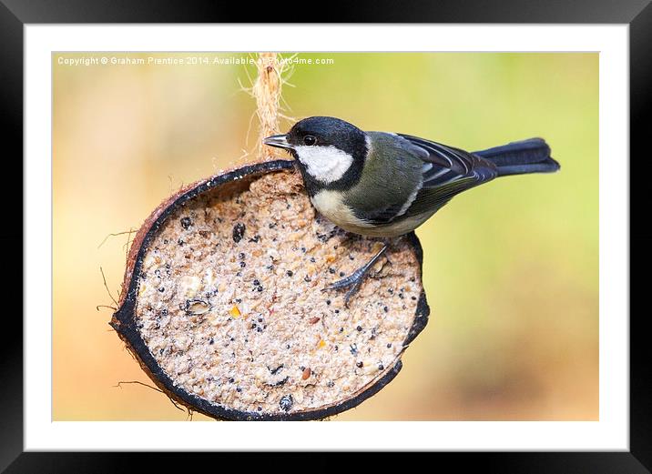 Great Tit Framed Mounted Print by Graham Prentice