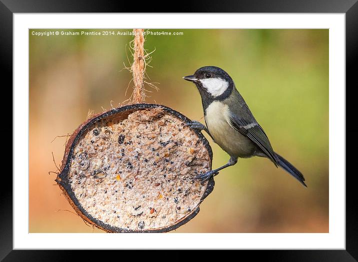 Great Tit Framed Mounted Print by Graham Prentice