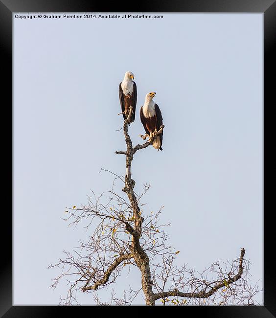 African Fish Eagles Framed Print by Graham Prentice