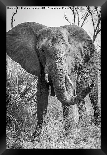 Angry African Bull Elephant Framed Print by Graham Prentice