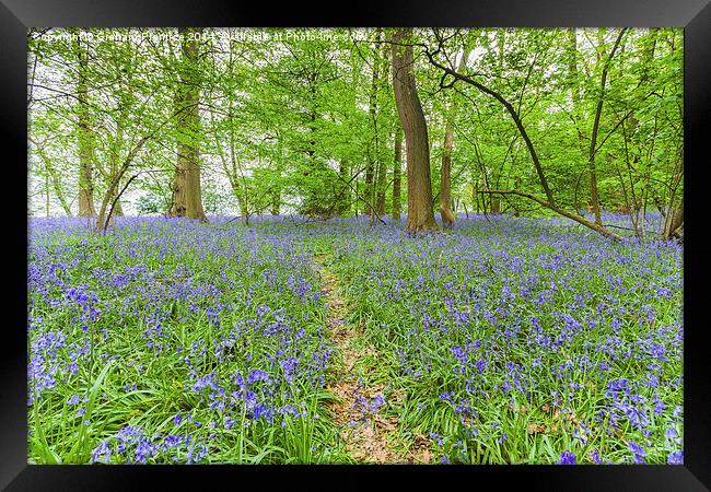 Path Through Bluebell Wood Framed Print by Graham Prentice