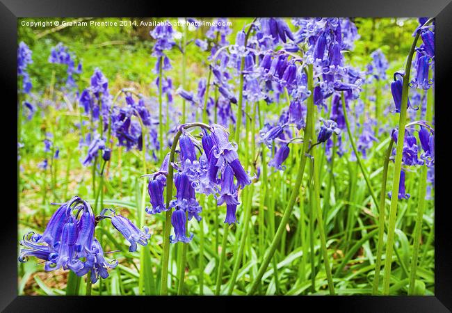 Bluebells Close Up Framed Print by Graham Prentice