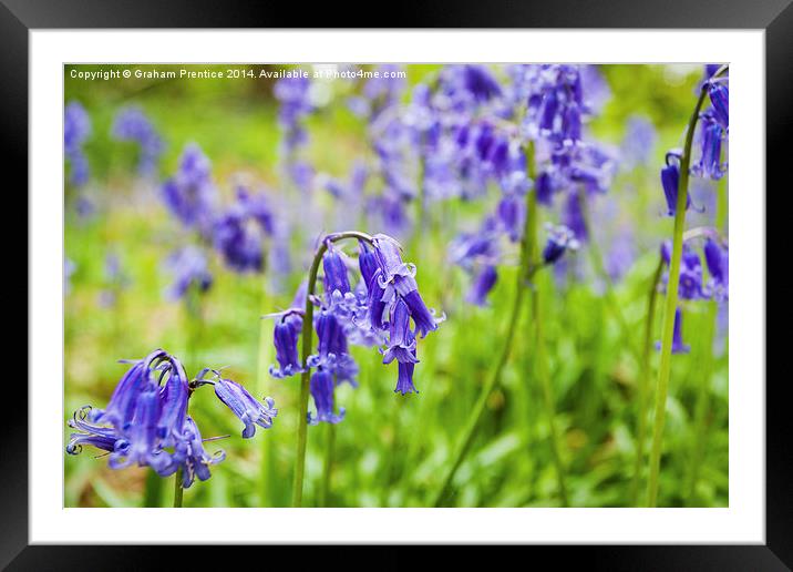 Bluebells Close Up Framed Mounted Print by Graham Prentice