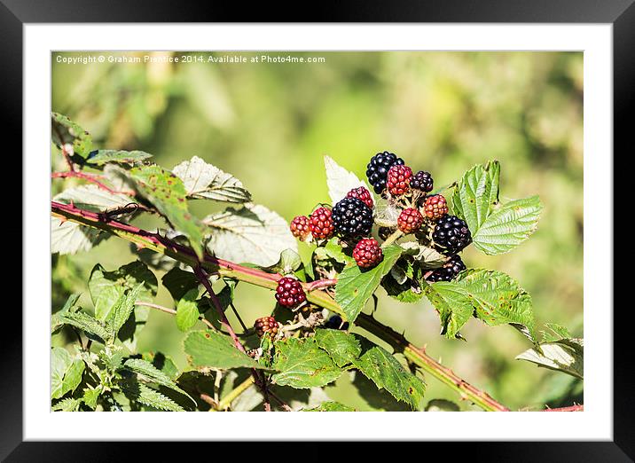 Ripening Blackberries In Sunshine Framed Mounted Print by Graham Prentice