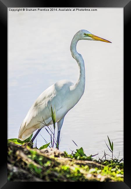 White Egret Framed Print by Graham Prentice