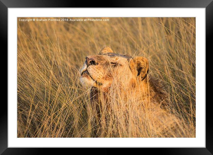 Lioness Enjoying The Morning Sun Framed Mounted Print by Graham Prentice
