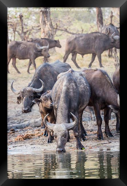 Cape Buffalo Herd Framed Print by Graham Prentice