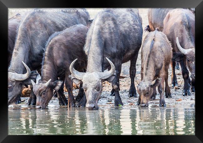 Cape Buffalo Drinking in Zambesi Framed Print by Graham Prentice