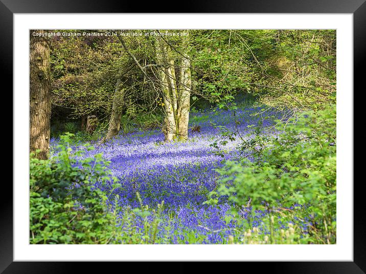 Bluebells In Dappled Sunlight Framed Mounted Print by Graham Prentice