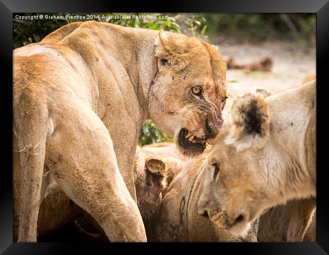 Lioness Defends Her Kill Framed Print by Graham Prentice
