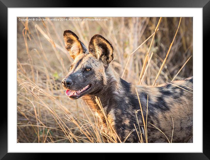 African Wild Dog Framed Mounted Print by Graham Prentice