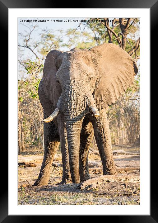 Bull African Elephant Framed Mounted Print by Graham Prentice