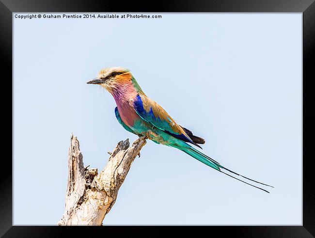 Lilac-Breasted Roller Framed Print by Graham Prentice