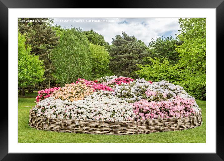 Rhododendron Flowerbed Framed Mounted Print by Graham Prentice