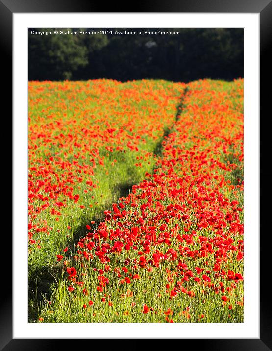 Poppy Field Framed Mounted Print by Graham Prentice