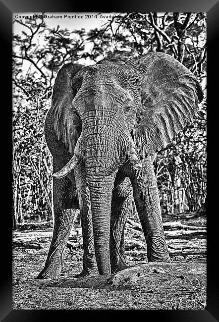 Bull African Elephant Framed Print by Graham Prentice