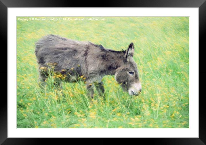 Donkey in Buttercup Field Framed Mounted Print by Graham Prentice