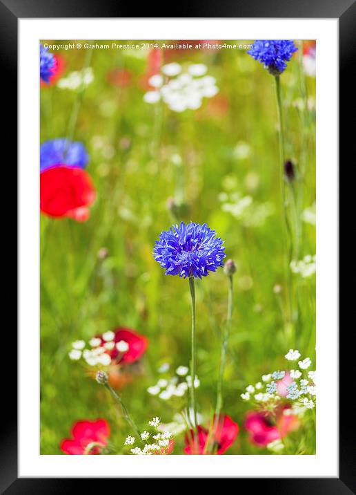 Summer Flowers Framed Mounted Print by Graham Prentice