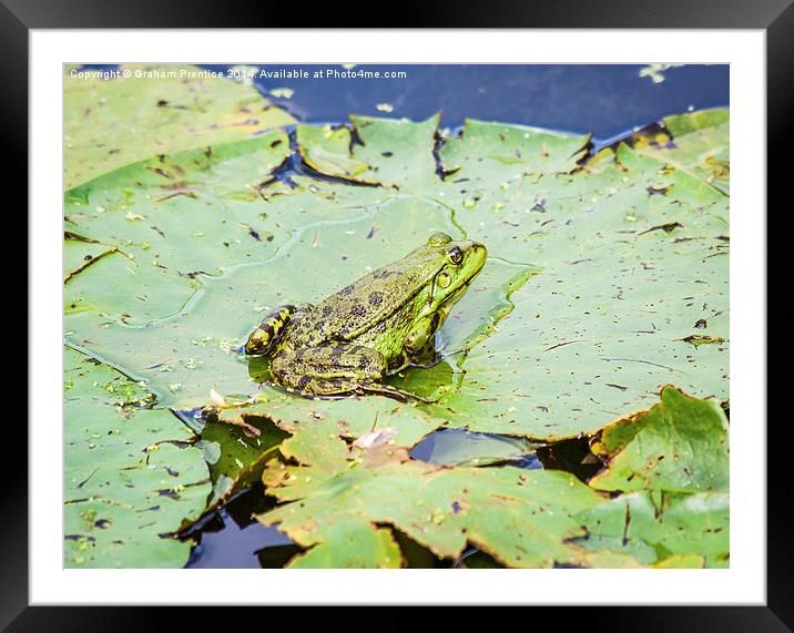 The Frog Prince Framed Mounted Print by Graham Prentice