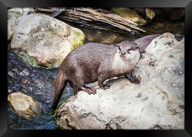 Otter Posing On Rock Framed Print by Graham Prentice