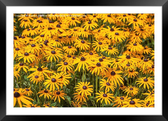 Yellow Daisies Framed Mounted Print by Graham Prentice