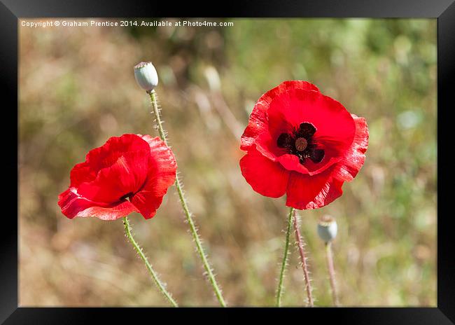 Red Poppies Framed Print by Graham Prentice