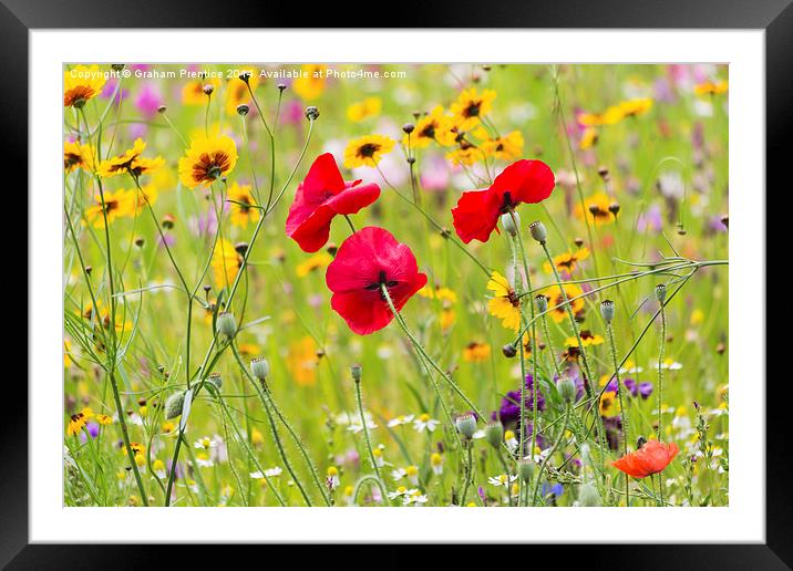 Summer Meadow Flowers Framed Mounted Print by Graham Prentice