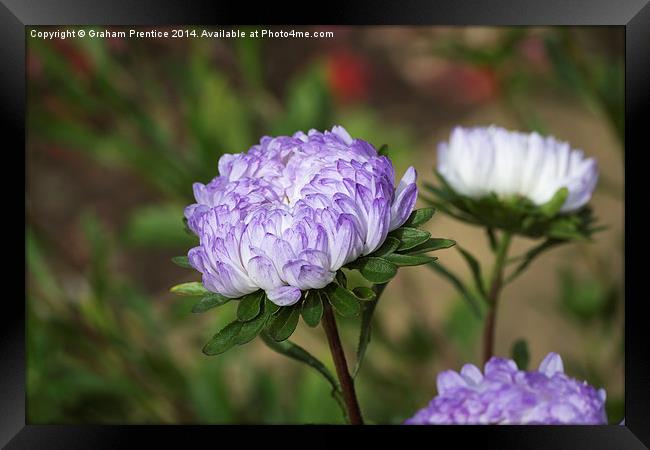 Blue Aster Framed Print by Graham Prentice