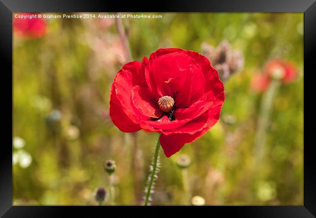 Crimson Red Poppy Framed Print by Graham Prentice