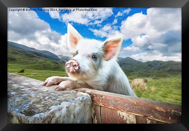 Cute Pig Looks Out On To The Wide World Framed Print by Graham Prentice
