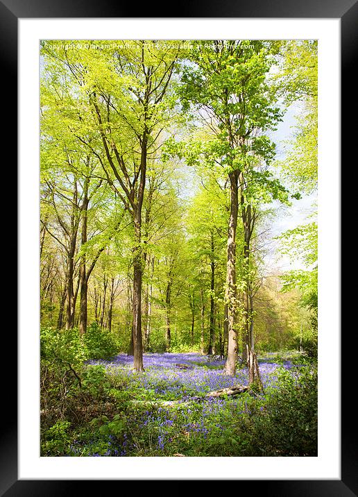  Bluebell Woods in Spring Framed Mounted Print by Graham Prentice