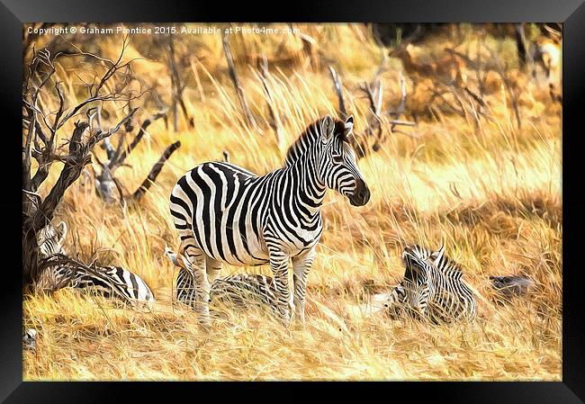 Zebras at Rest Framed Print by Graham Prentice