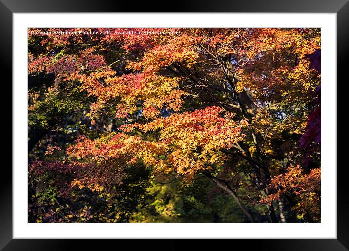 Maples in Glorious Autumn Colour Framed Mounted Print by Graham Prentice