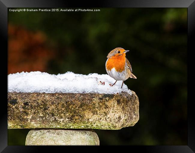 Robin on Snowy Birdbath Framed Print by Graham Prentice