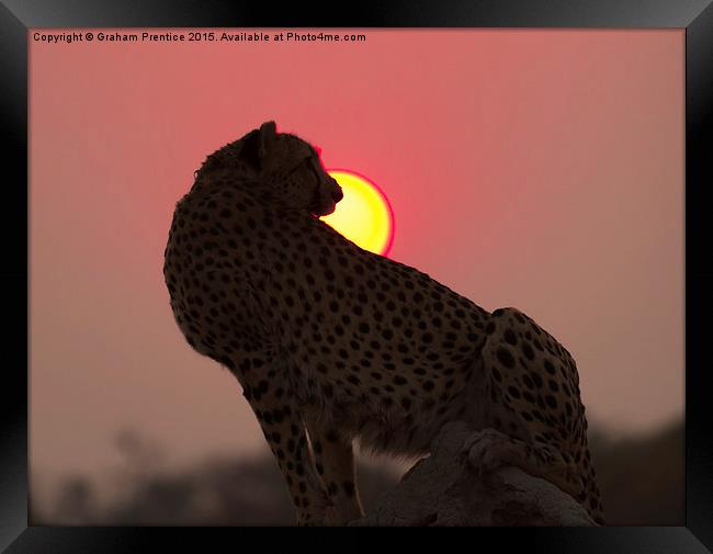 Cheetah At Sunset Framed Print by Graham Prentice