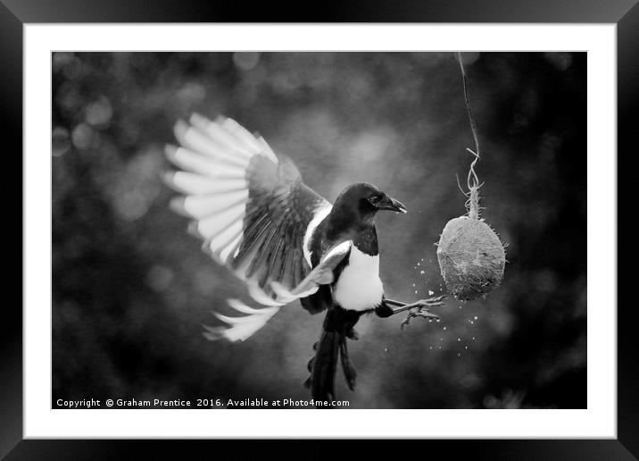 Magpie Feeding Framed Mounted Print by Graham Prentice