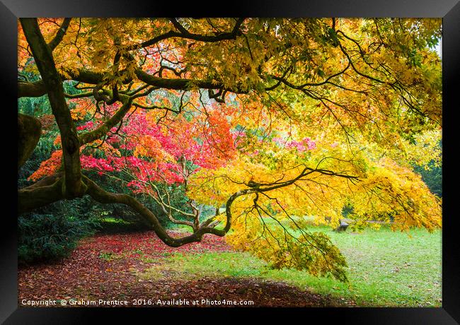 Japanese Maples (Acer Palmatum) in Autumn Colours Framed Print by Graham Prentice