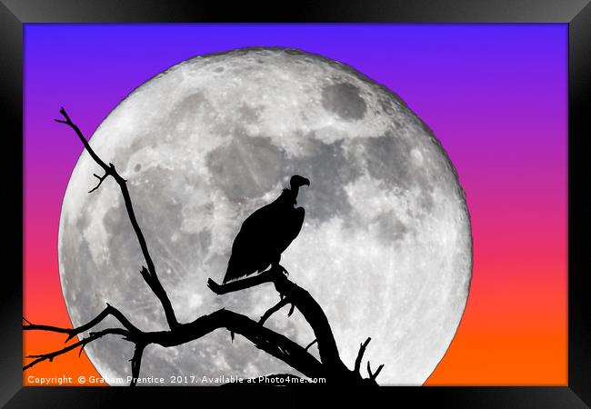 Vulture Silhouetted Against Supermoon Framed Print by Graham Prentice