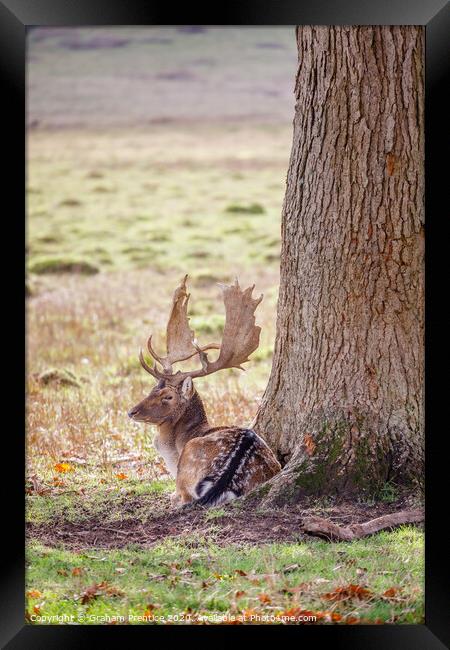 Fallow deer with large antlers resting Framed Print by Graham Prentice