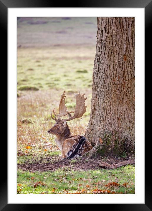 Fallow deer with large antlers resting Framed Mounted Print by Graham Prentice