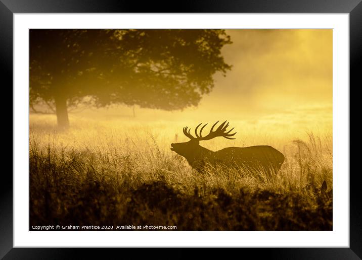 Roaring Red Deer Framed Mounted Print by Graham Prentice