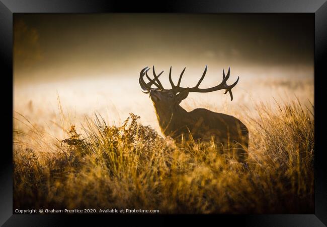 Red deer stag with large antlers in tall grass Framed Print by Graham Prentice